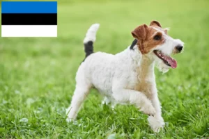 Read more about the article Foxterrier tenyésztők és kölykök Észtországban