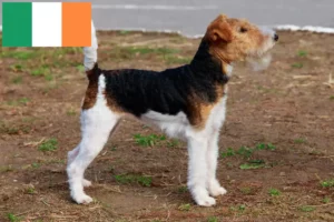 Read more about the article Foxterrier tenyésztők és kölykök Írországban