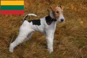 Read more about the article Foxterrier tenyésztők és kölykök Litvániában