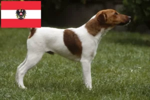 Read more about the article Foxterrier tenyésztők és kölykök Ausztriában