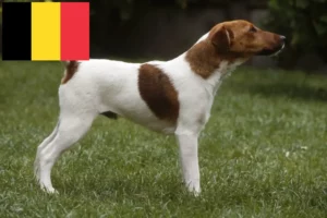 Read more about the article Foxterrier tenyésztők és kölykök Belgiumban