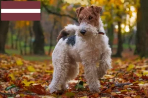 Read more about the article Foxterrier tenyésztők és kölykök Lettországban