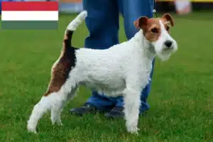 Read more about the article Foxterrier tenyésztők és kölykök Magyarországon