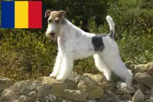 Read more about the article Foxterrier tenyésztők és kölykök Romániában