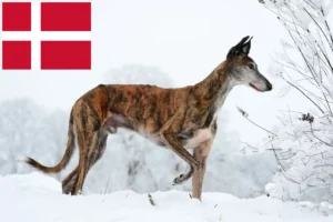 Read more about the article Galgo Espanol tenyésztők és kölykök Dániában