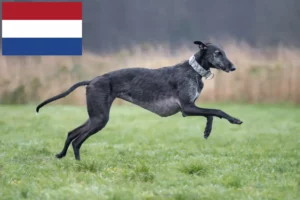 Read more about the article Galgo Espanol tenyésztők és kiskutyák Hollandia területén