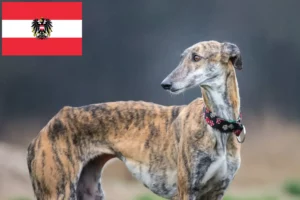 Read more about the article Galgo Espanol tenyésztők és kölykök Ausztriában