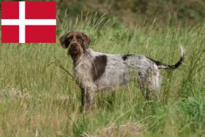 Read more about the article Griffon d’arrêt à poil dur Tenyésztő és kölykök Dániában