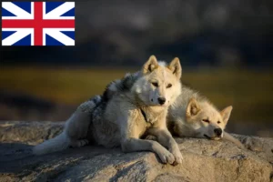 Read more about the article Grönlandi kutyatenyésztők és kölykök Nagy-Britanniában