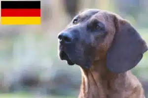 Read more about the article Hannoverscher Schweißhund tenyésztők és kölykök Németországban