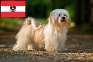 Read more about the article Havanese tenyésztők és kiskutyák Ausztriában