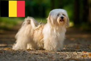 Read more about the article Havanese tenyésztők és kiskutyák Belgiumban