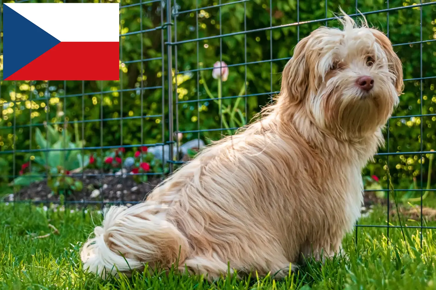 Read more about the article Havanese tenyésztők és kiskutyák Csehországban