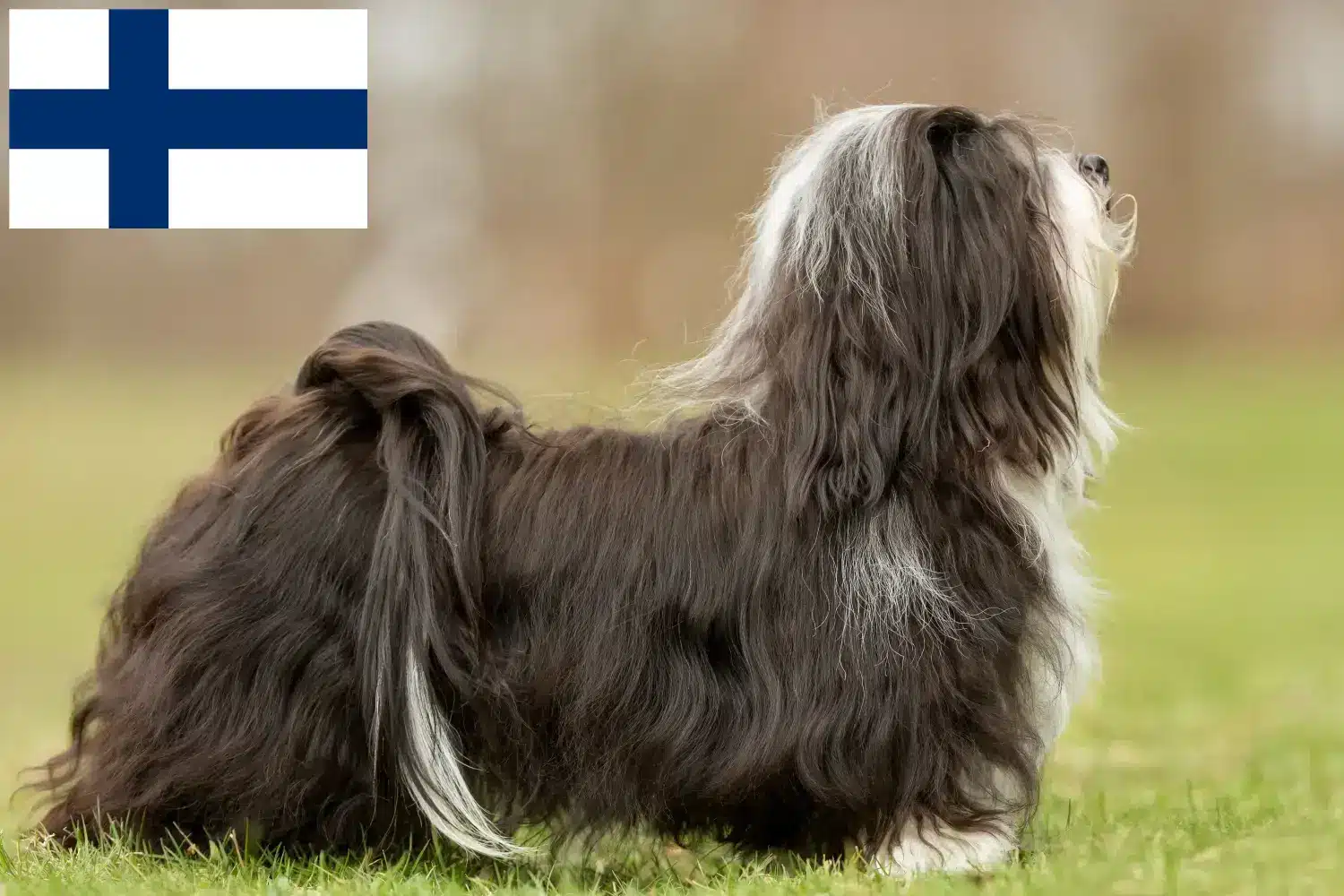 Read more about the article Havanese tenyésztők és kiskutyák Finnországban