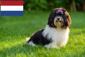 Read more about the article Havanese tenyésztők és kölykök Hollandiában