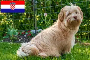 Read more about the article Havanese tenyésztők és kiskutyák Horvátországban