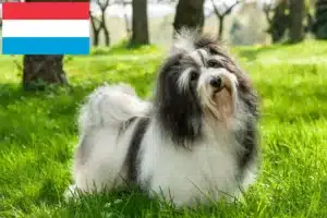 Read more about the article Havanese tenyésztők és kiskutyák Luxemburgban