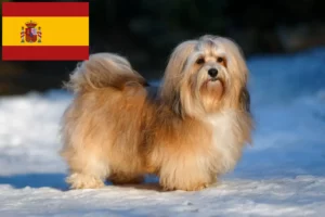 Read more about the article Havanese tenyésztők és kiskutyák Spanyolországban