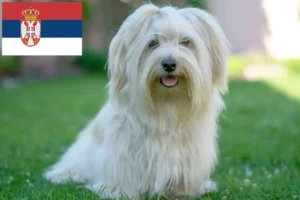 Read more about the article Havanese tenyésztők és kölykök Szerbiában