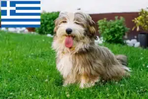 Read more about the article Havanese tenyésztők és kiskutyák Görögországban