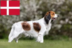 Read more about the article Holland Kooikerhondje tenyésztők és kölykök Dániában