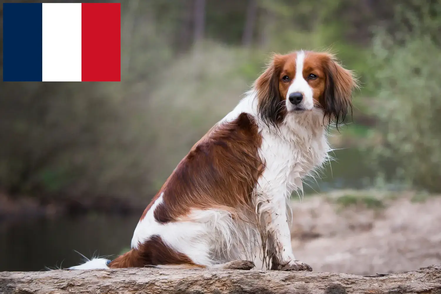 Read more about the article Holland Kooikerhondje tenyésztők és kiskutyák Franciaországban