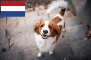 Read more about the article Holland Kooikerhondje tenyésztők és kiskutyák Hollandiában