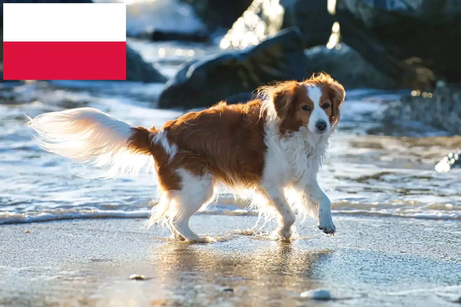 Read more about the article Holland Kooikerhondje tenyésztők és kiskutyák Lengyelországban