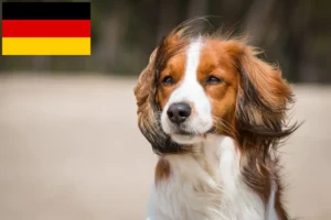 Read more about the article Holland Kooikerhondje tenyésztők és kölykök Németországban