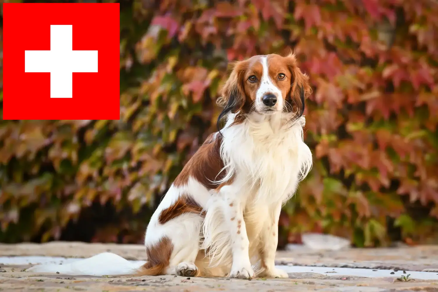 Read more about the article Holland Kooikerhondje tenyésztők és kölykök Svájcban