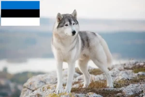 Read more about the article Husky tenyésztők és kiskutyák Észtországban