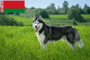 Read more about the article Husky tenyésztők és kiskutyák Fehéroroszországban