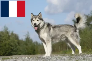 Read more about the article Husky tenyésztők és kiskutyák Franciaországban