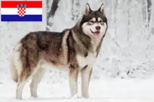 Read more about the article Husky tenyésztők és kiskutyák Horvátországban