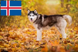 Read more about the article Husky tenyésztők és kiskutyák Izlandon