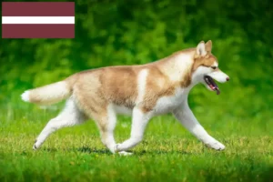 Read more about the article Husky tenyésztők és kölykök Lettországban