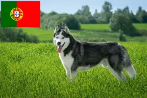 Read more about the article Husky tenyésztők és kölykök Portugáliában