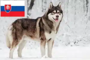 Read more about the article Husky tenyésztők és kölykök Szlovákiában