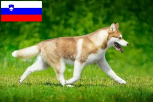 Read more about the article Husky tenyésztők és kiskutyák Szlovéniában