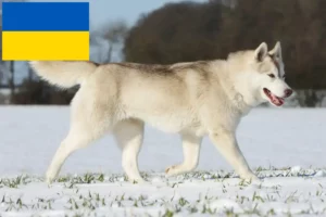 Read more about the article Husky tenyésztők és kiskutyák Ukrajnában