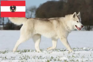 Read more about the article Husky tenyésztők és kiskutyák Ausztriában