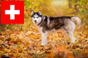 Read more about the article Husky tenyésztők és kiskutyák Svájcban