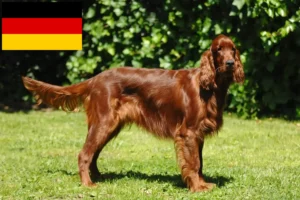 Read more about the article Irish Red Setter tenyésztők és kölykök Németországban