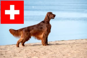 Read more about the article Irish Red Setter tenyésztők és kölykök Svájcban