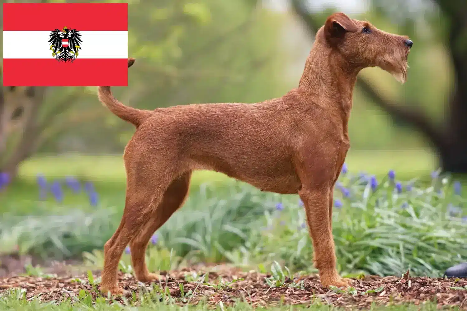 Read more about the article Ír terrier tenyésztők és kiskutyák Ausztriában