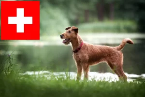 Read more about the article Ír terrier tenyésztők és kölykök Svájcban