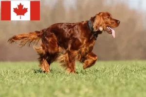 Read more about the article Irish Red Setter tenyésztők és kölykök Kanadában