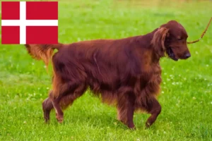 Read more about the article Irish Red Setter tenyésztők és kiskutyák Dánia területén