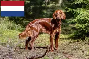 Read more about the article Irish Red Setter tenyésztők és kiskutyák Hollandia területén