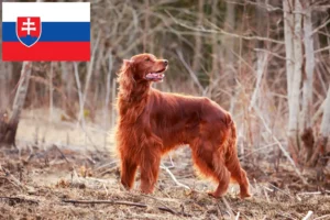 Read more about the article Irish Red Setter tenyésztők és kölykök Szlovákiában